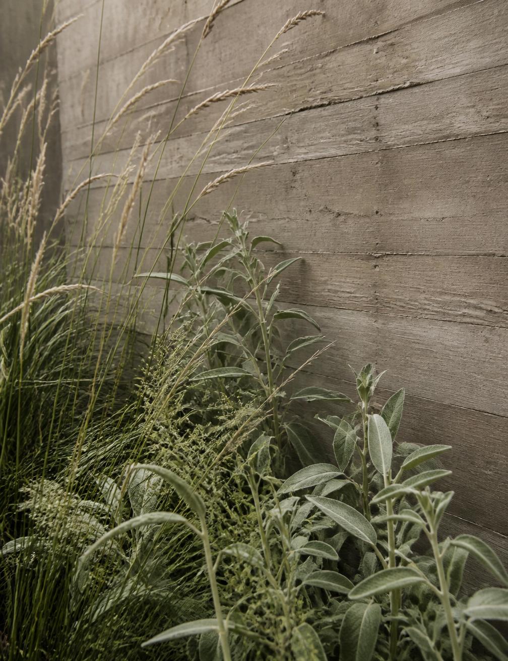 Cropped detail of ornamental grasses and sage foliage against a board formed concrete wall